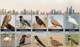 Qatar Has More Birds Living Among Us Than Most People Realize